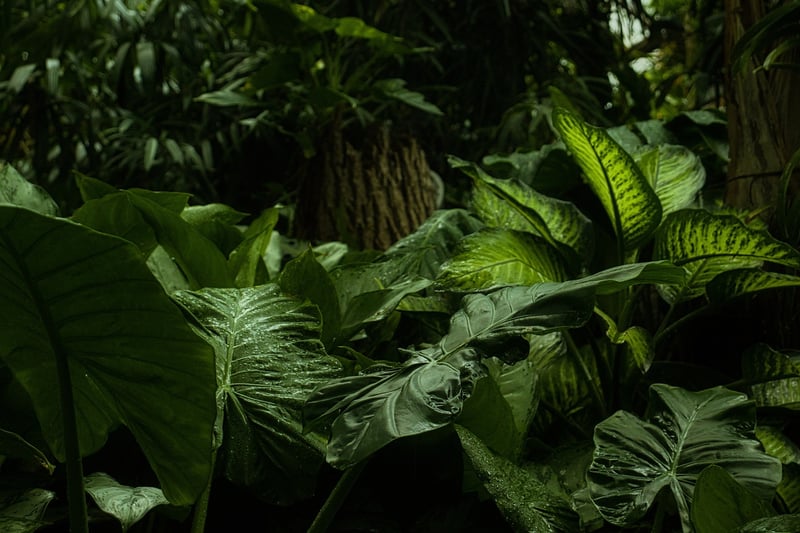 Jungle Trek